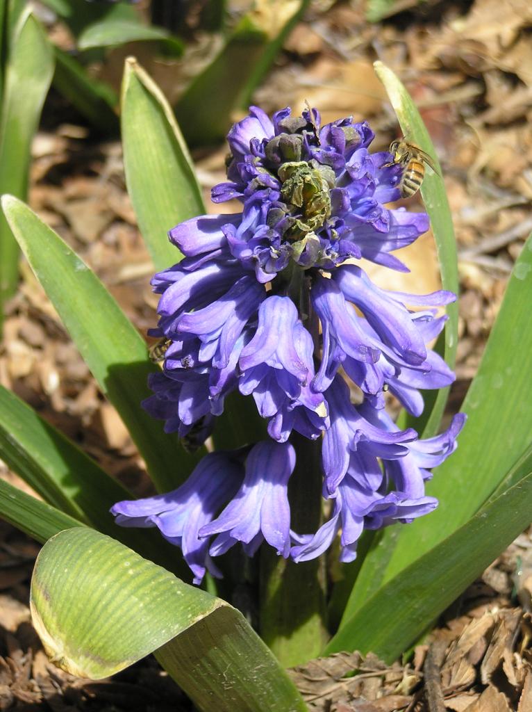 Hyacinth High Plains Gardening